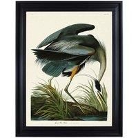The Art Group John James Audubon (Great Blue Heron) 60x80cm Framed Canvas