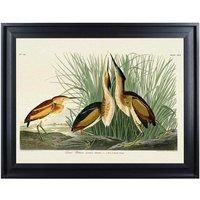 The Art Group John James Audubon (Least Bittern) 60x80cm Framed Canvas