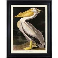 The Art Group John James Audubon (American White Pelican) 60x80cm Framed Canvas