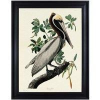 The Art Group John James Audubon (Brown Pelican) 60x80cm Framed Canvas