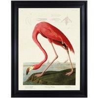 The Art Group John James Audubon (American Flamingo) 60x80cm Framed Canvas