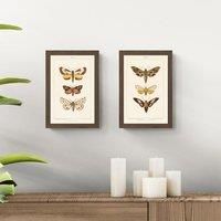 Set of 2 Vintage Moths Framed Prints