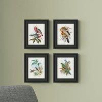 Set of 4 Bird Illustrations Framed Prints