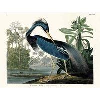 John James Audubon - Louisiana Heron - Canvas Print Wall Art - 2 sizes available