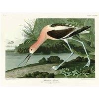 John James Audubon - American Avocet - Canvas Print Wall Art - 2 sizes available