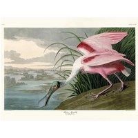 John James Audubon - Roseate Spoonbill - Canvas Print Wall Art 2 sizes available
