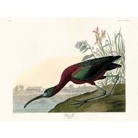 John James Audubon - Glossy Ibis - Canvas Print Wall Art - 2 sizes available