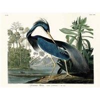 John James Audubon - Louisiana Heron - Canvas Print Wall Art - 2 sizes available