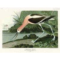 John James Audubon - American Avocet - Canvas Print Wall Art - 2 sizes available