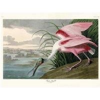 John James Audubon - Roseate Spoonbill - Canvas Print Wall Art 2 sizes available