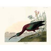 John James Audubon - Glossy Ibis - Canvas Print Wall Art - 2 sizes available