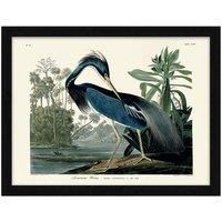 The Art Group John James Audubon (Louisiana Heron) - 60x80cm Framed Art