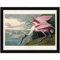 The Art Group John James Audubon (Roseate Spoonbill) - 60x80cm Framed Art