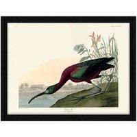 The Art Group John James Audubon (Glossy Ibis) - 60x80cm Framed Art