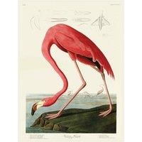 John James Audubon WDC100731 Canvas Print 60 x 80 cm (American Flamingo), Multi-Colour, 60 x 80 x 3.8 cm