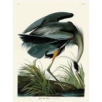 John James Audubon WDC100733 60 x 80 cm (The Big Blue Heroe) Canvas Print, Multi-Colour, 60 x 80 x 3.8 cm