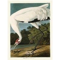 John James Audubon WDC100734 60 x 80 cm The White Crane Canvas Print, Multi-Colour, 60 x 80 x 3.8 cm