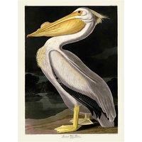 John James Audubon WDC12162 30 x 40 cm American White Flame Canvas Print, Multi-Colour, 30 x 40 x 3.8 cm