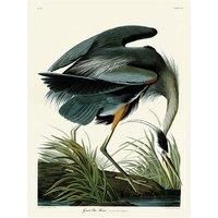 John James Audubon WDC12163 30 x 40 cm The Grand Blue Heron Canvas Print, Multi-Colour, 30 x 40 x 1.8 cm
