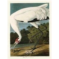 John James Audubon Canvas Print 30 x 40 cm (The White Crane) WDC12164