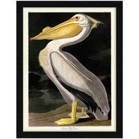 The Art Group John James Audubon (American White Pelican) - 60x80cm Framed Art