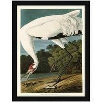 The Art Group John James Audubon (Hooping Crane) - 60x80cm Framed Art