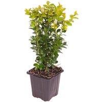 Box Hedging Plants In 9Cm Pots - 10, 25, Or 50 Pack Options
