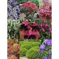5 X Mixed Garden Plants - High Quality Established Plants in Pots UK Grown