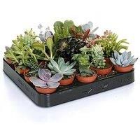 Succulent Mix - 20 Plants - House / Office Live Indoor Pot Plant - Ideal Gift