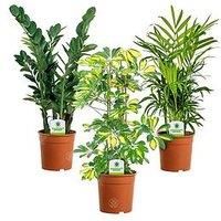 Indoor Plant Mix - 3 Plants - House/Office Live Potted Pot Plant Tree (Mix A - Schefflera Gerda, Zamioculca Zamiifolia & Chamaedorea Elegans)