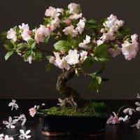 Artificial Cherry Blossom Bonsai Tree