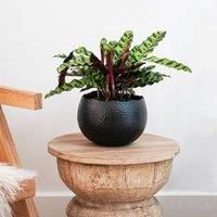 Ivyline Round Hammered Planter Bowl in Black / Copper - UV Stable & Waterproof Premium Quality Indoor Iron Decorative Flower Plant Pot - H14cm x D19cm