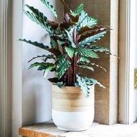 Ivyline White Round Bamboo Bowl Planter - Lightweight, Stylish, Durable & Waterproof - Decorative Natural Finish Indoor Flower Pot - H20cm x D23cm