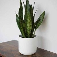 Ivyline Round White Lisbon Planter - Stylish, Waterproof & Durable - Contemporary Premium Glazed Decorative Indoor Ceramic Flower Pot - H26cm x D26cm