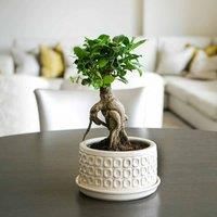 Bonsai Planter Cream White D20Cm