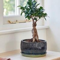 Ivyline Round Bonsai Planters Set of 2 in Green - Stylish, Waterproof & Durable - Contemporary Premium Glazed Decorative Indoor Concrete Flower Pot