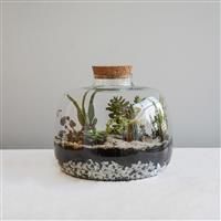 Bowl Shape Large Terrarium DIY Kit H23cm D30cm