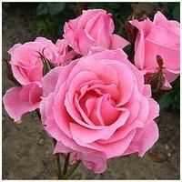 You Garden - Potted Roses in 3L Pots - Perfect for Any English Garden - Establish Potted Rose Plant Easy to Grow (Queen Elizabeth)