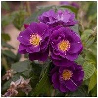 Rose 'Rhapsody in Blue' potted