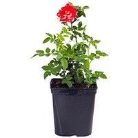 Harkness Roses, Rose Dublin Bay 3L Pot