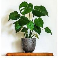 Monstera (Swiss Cheese Plant) 14Cm Pot 50Cm Tall