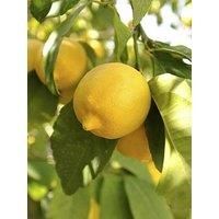 YouGarden Large Lemon Tree in 6.5L Pot
