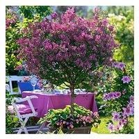 Pair of Standard Lilac Tree Syringa /'Palibin/' 80-100cm Tall in a 3.5L Pot