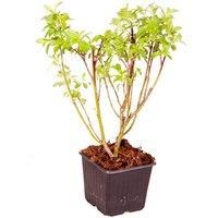 Red Pussy Willow 'Mount Aso' (Approx 70-75Cm Tall)
