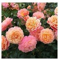 You Garden - Rose /'Peach Melba/' Climbing Rose in a 3L Pot