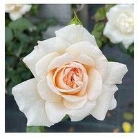 You Garden - Rose /'Penny Lane/' Climbing Rose in a 3L Pot