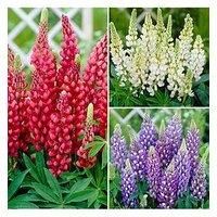 Lupin 'Gallery' Collection (3X 9Cm Pots)