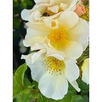 Harkness Roses - Rose /'Simple Yellow/' 3L-4L Pot