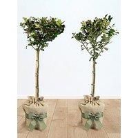 You Garden Pair Of Gift Wrapped Standard Holly Trees