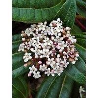 YouGarden Viburnum davidii, Established Evergreen Shrub in 17cm Pot, Ready to Plant, Shrub for Pot and Garden Border Growing, White Flowers, Metallic Blue Berries, and Evergreen Foliage Plant
